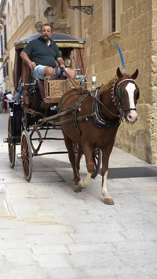 Horsedrawn Carriage Malta