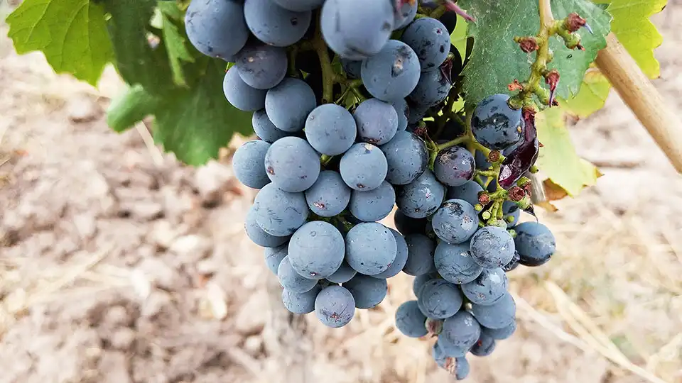 Malbec grapes in a vineyard near Mendoza